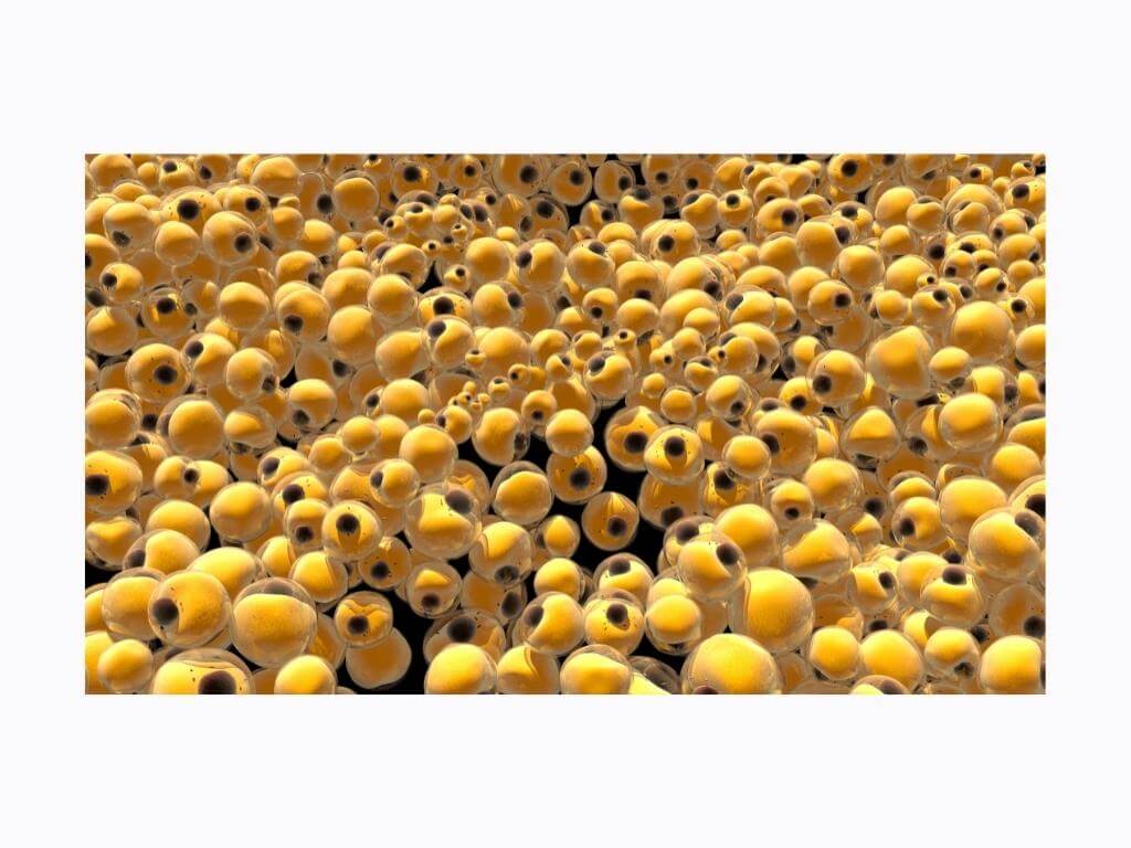 A 3D rendering of fat cells